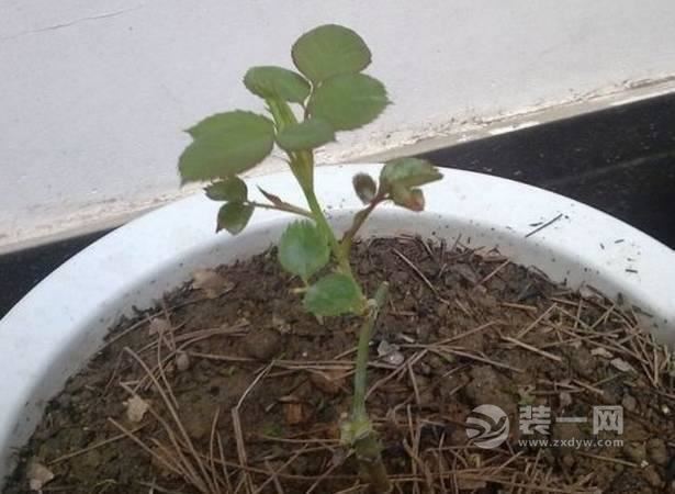 居众装饰 杭州居众装饰 养殖植物 种花