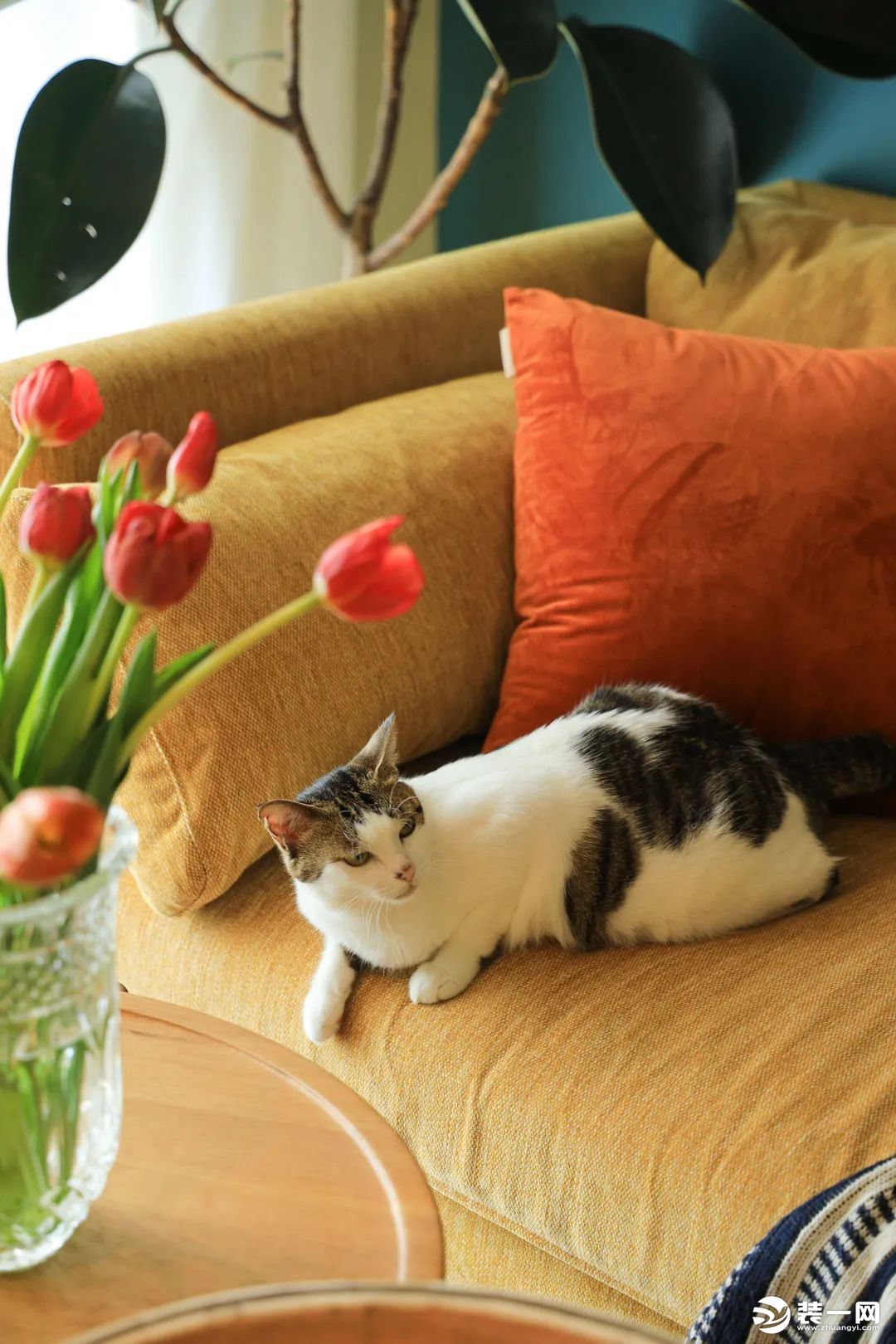 郁金香开的正好，慵懒的猫趴在沙发上，这才是生活的本真模样。