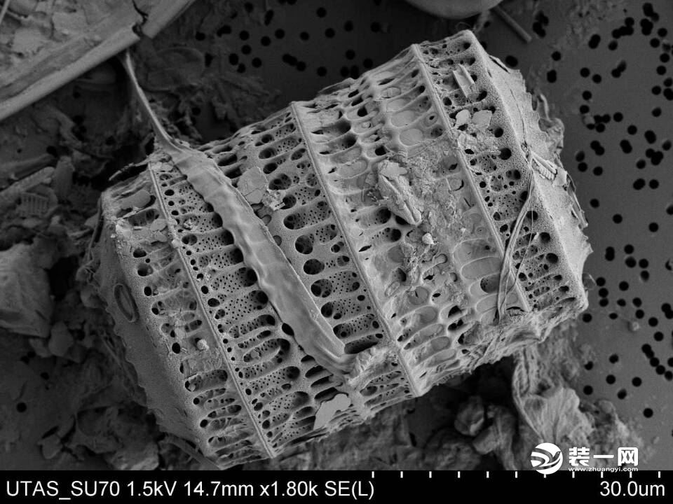 高倍显微镜下的硅藻土分子