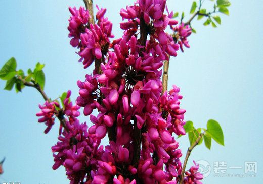 20种鲜花不可室内养植----紫荆花