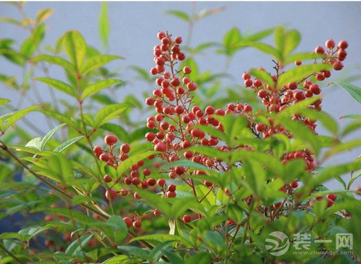 20种鲜花不可室内养植----南天竹
