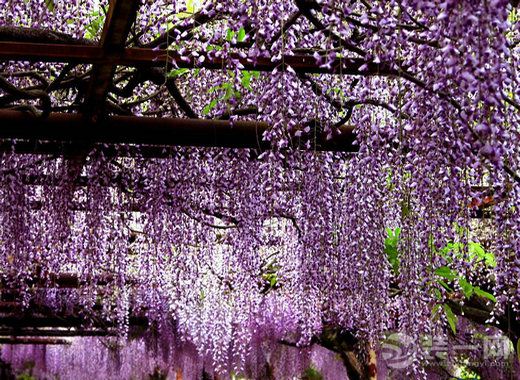 20种鲜花不可室内养植----紫藤