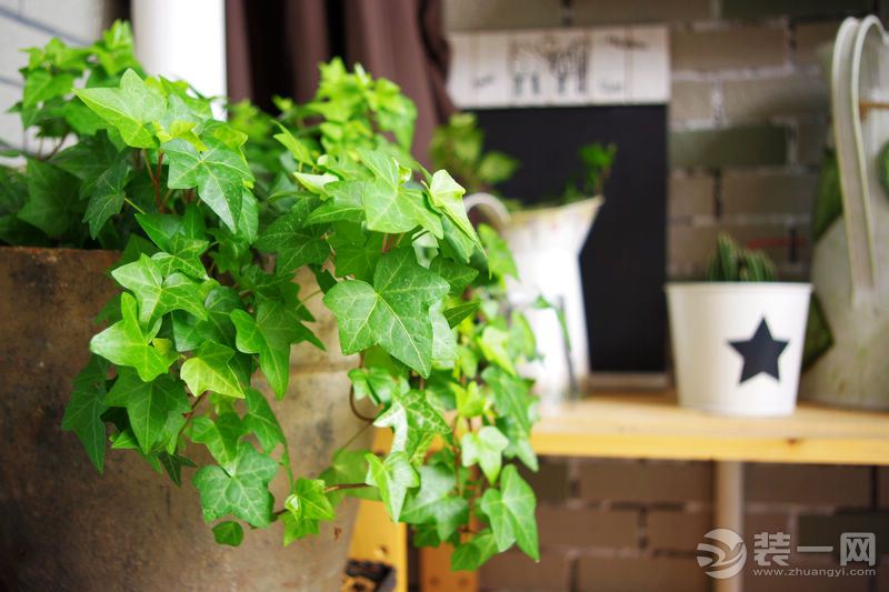 室内植物装饰 适合卧室摆放的植物——常春藤