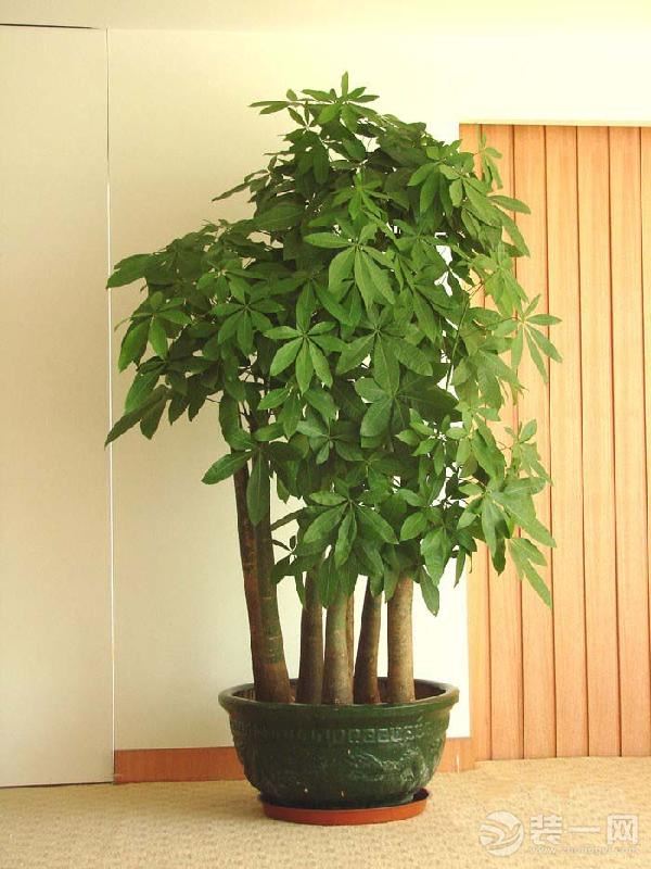 室内装饰之绿色植物