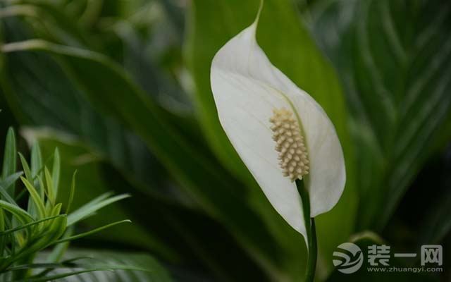 净化室内空气的植物