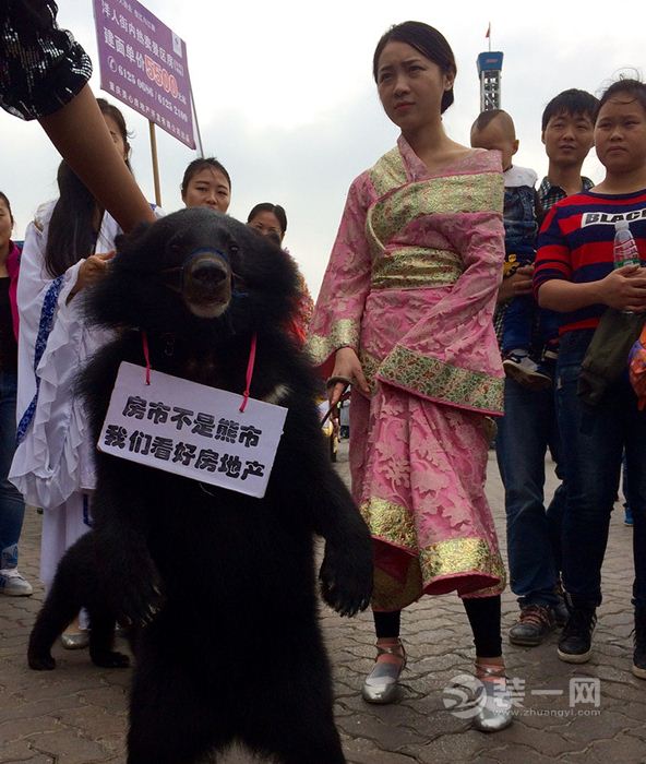 重庆洋人街一楼盘牵熊救市 奇葩宣传引游客观望