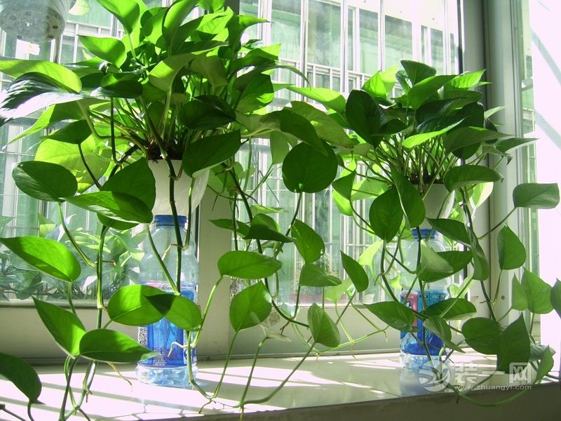 沈阳空气净化类绿植受青睐 16种植物可缓解室内污染