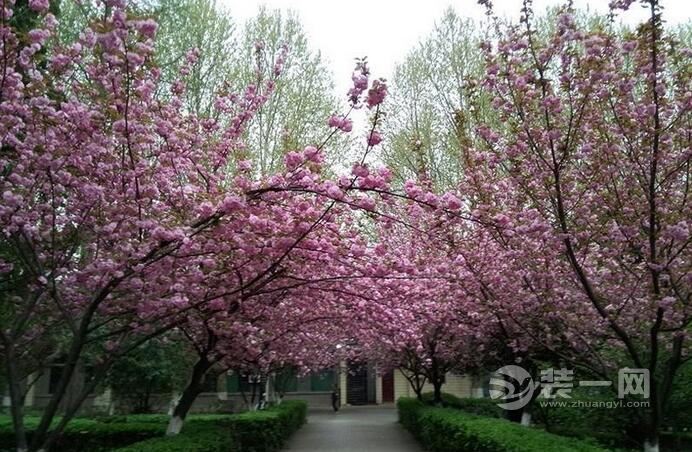 昆明装修网建议用樱花装饰房间