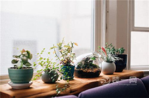 客厅沙发后的窗台植物盆景装饰图片