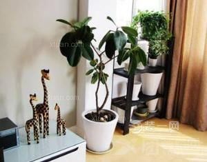 室内植物装饰