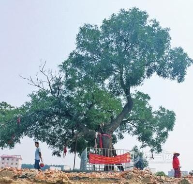 郑州市惠济区东赵村改造千年古槐树将实施就地保护