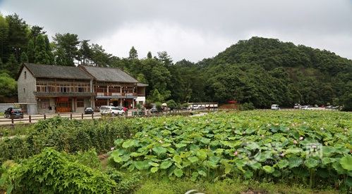 荷花与民居房相应成景