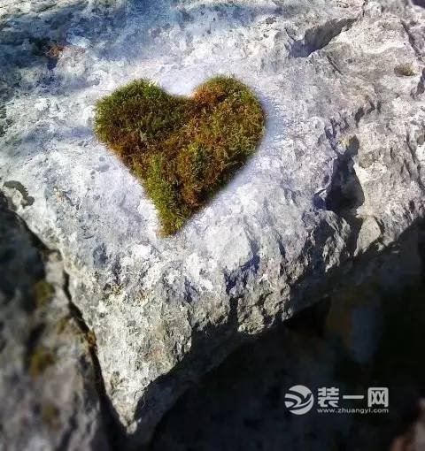 苔藓创意设计效果图