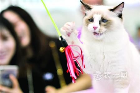 亚洲宠物展2016 上海装修网揭火爆现场详情