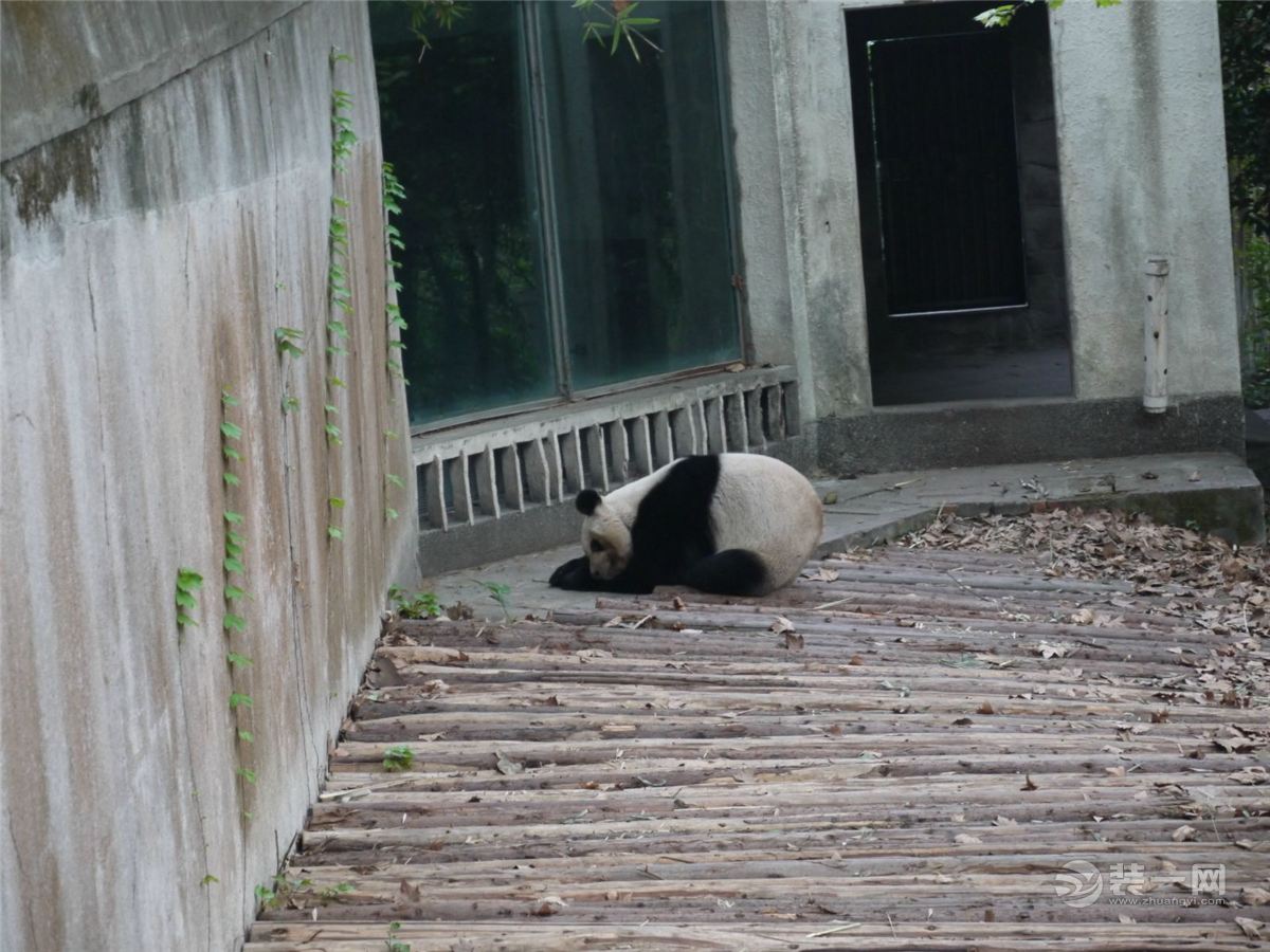 明年6.1前沈阳将引进4四大熊猫 大熊猫的家该咋装修?