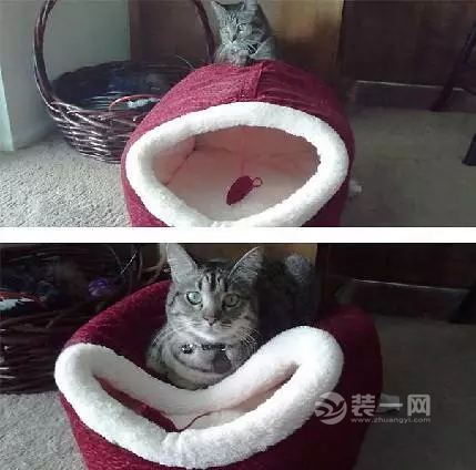 猫窝效果图