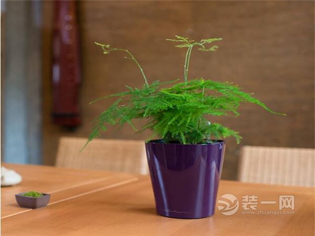秦皇岛装修公司 室内适合种植的花草