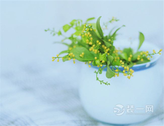 裝一網(wǎng)最全14種吸霾植物大盤點(diǎn)