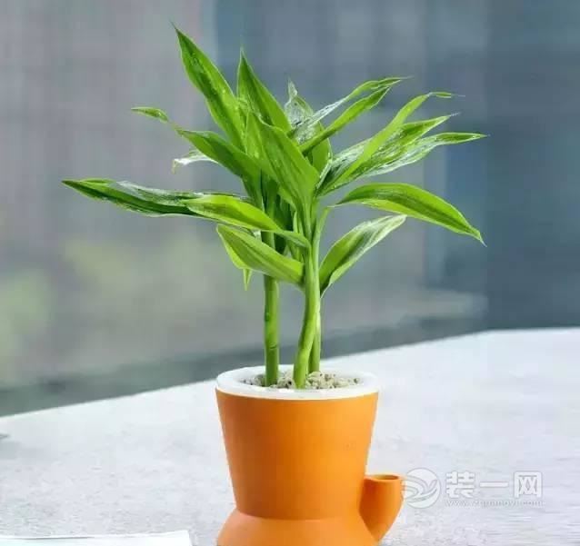 绿植摆放技巧