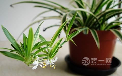 植物净化