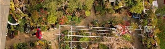 260平米露台装修成空中花园 这位上海老人对花很执着
