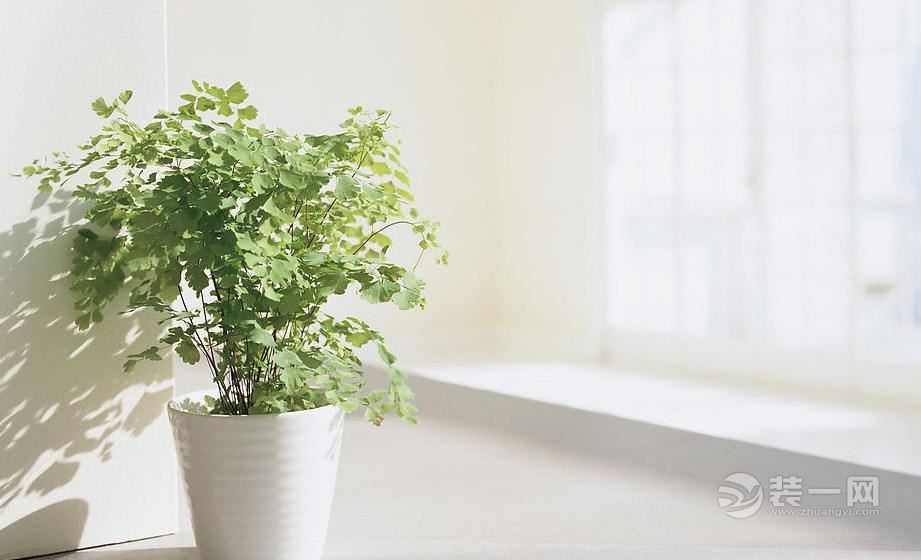 室内绿色植物