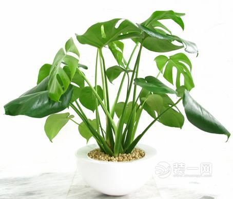 室内绿色植物龟背竹