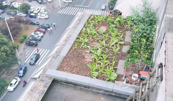 小区阳台顶上冒出种菜地