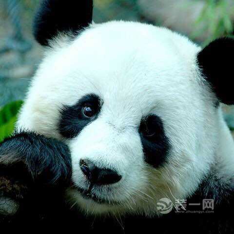 超级可爱的熊猫宝宝