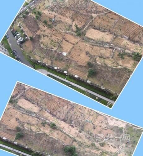 青岛某小区业主破坏绿植砍树开辟菜地