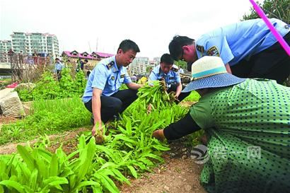 清理小菜园私自圈地