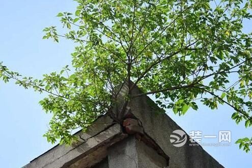 郑州一居民房顶长颗树 将墙体供出裂缝吓坏过往路人