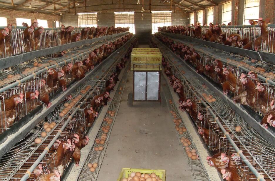 电力故障6000多只鸡被热死 原告被告共担责