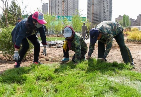 5月13日，在呼和浩特市玉泉区五里营社区公园，环卫工作人员在铺设草坪
