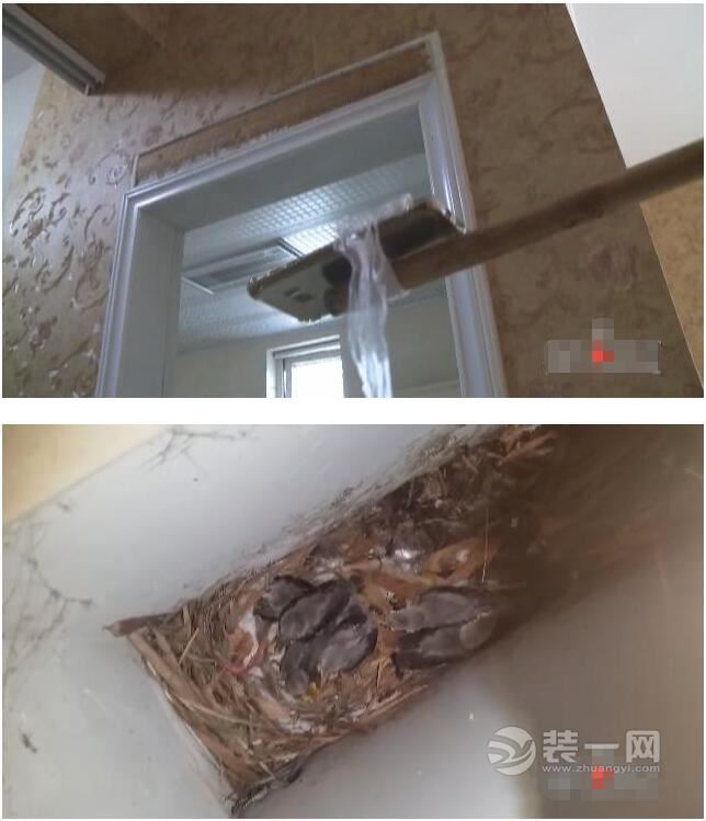 重庆新东福花园业主家来了一窝鸟 说来很喜庆却很吵