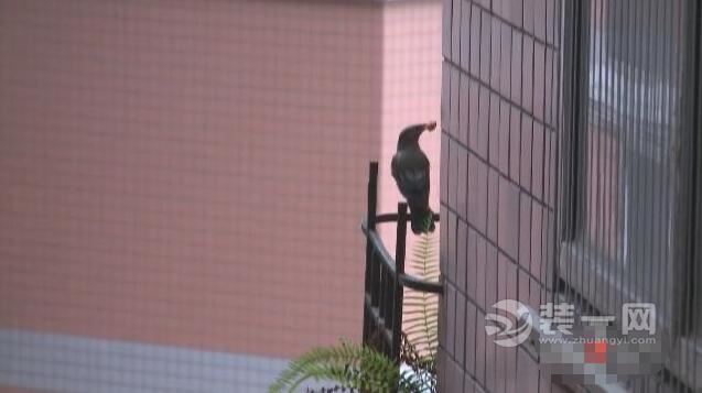 重庆新东福花园业主家来了一窝鸟 说来很喜庆却很吵