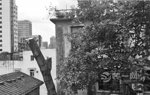 老木棉树断头广州街坊惋惜 然树上白蚁猖狂蚀门窗