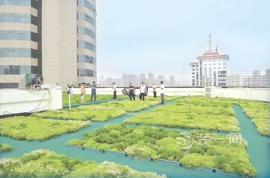 南阳市区机关和企事业单位6月底前完成庭院屋顶绿化 