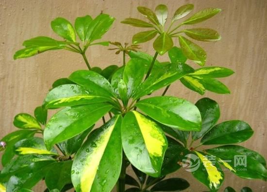 南京装修公司提醒：除甲醛最有效的植物只有这八种
