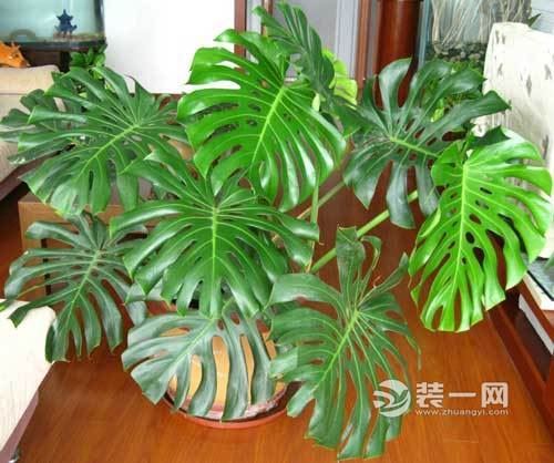 南京装修公司提醒：除甲醛最有效的植物只有这八种