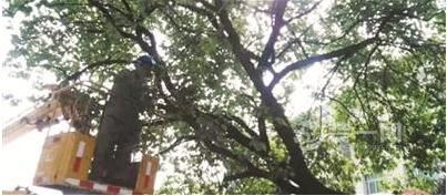 宜昌一小区门口树枝压到电线有危险 恐引发电力问题