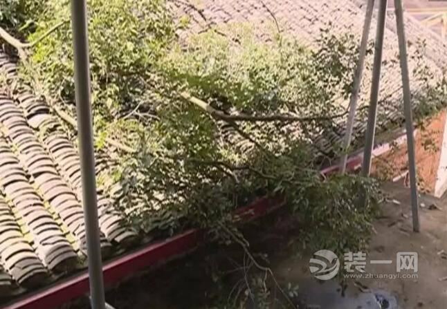 百年风水树倒塌砸中屋顶 广州梅州大叔家现场凌乱