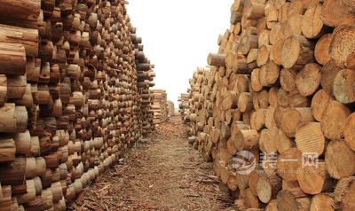 2017上半年中国木材市场走势分析及下半年走势预测