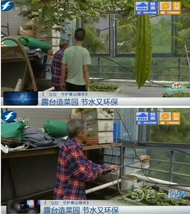 福州老伯把露台装修改造成菜园