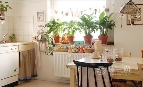 室内植物的养护 室内植物有哪些