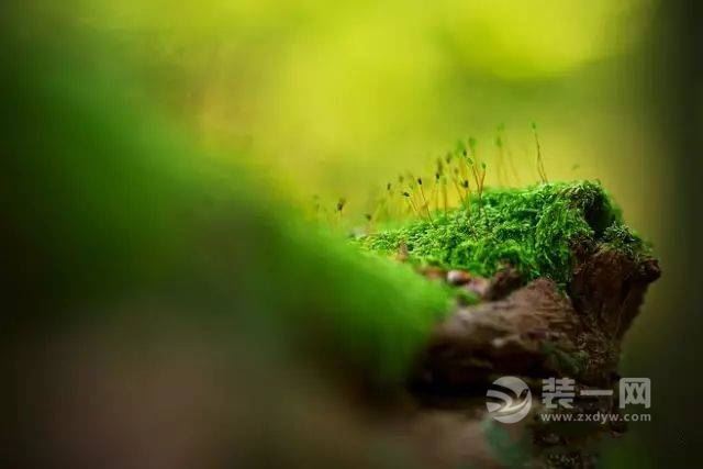 最自然、最出挑、最有生命力的苔藓绿