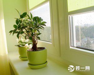 卧室植物图片