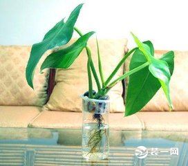 客厅植物图片