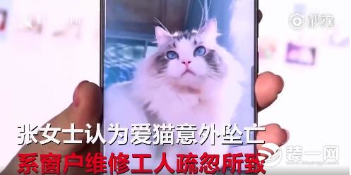 万元猫咪坠楼惨死 装修施工安全知识要知晓