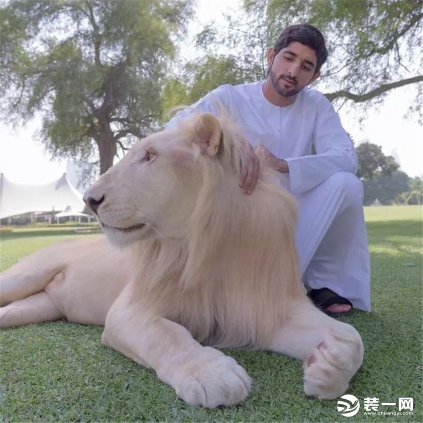 迪拜人宠物 狮子